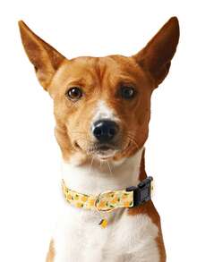 Adjustable Soft Dog Collars In 1 Or 2 Packs With Fruit Or Bow Patterns, Featuring Delicate Fruit Or Bow Pendants, Suitable For Small, Medium, And Large Dogs, With Buckles, Perfect For Spring/Summer Pet Collars, Suitable For Both Indoor And Outdoor Use - Multicolor - View 10