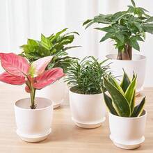 5个/1个 Utopia Home 花盆 - 室内排水花盆，适用于室内塑料花盆 - 非常适合盛放填充物或装饰房间、办公室、家居、新年、情人节 - 黑色 - 查看 9