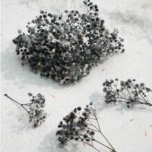Black Baby's Breath