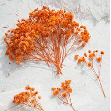 Orange Baby's Breath