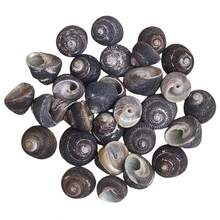 6pcs Small Black Snail Shell Set | Handmade Seashell, Ocean Theme - Suitable For Fish Tank, Aquarium, Micro Landscape And Small Crab Shell Replacement, Holiday Gift Birthday Gift Choice - Set - View 8