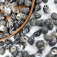 1 Box Grey & Black Zebra Striped Conch Shells - Ocean Themed Handmade Project Materials, Home Party Decor, Mini Crab Replacement Shells Fish Tank Decoration - Set - View 4