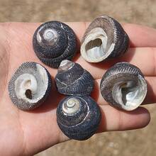6pcs Small Black Snail Shell Set | Handmade Seashell, Ocean Theme - Suitable For Fish Tank, Aquarium, Micro Landscape And Small Crab Shell Replacement, Holiday Gift Birthday Gift Choice - Set - View 9