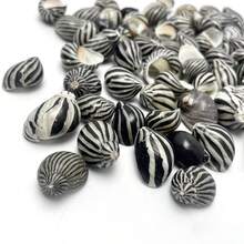 1 Box Grey & Black Zebra Striped Conch Shells - Ocean Themed Handmade Project Materials, Home Party Decor, Mini Crab Replacement Shells Fish Tank Decoration - Set - View 5