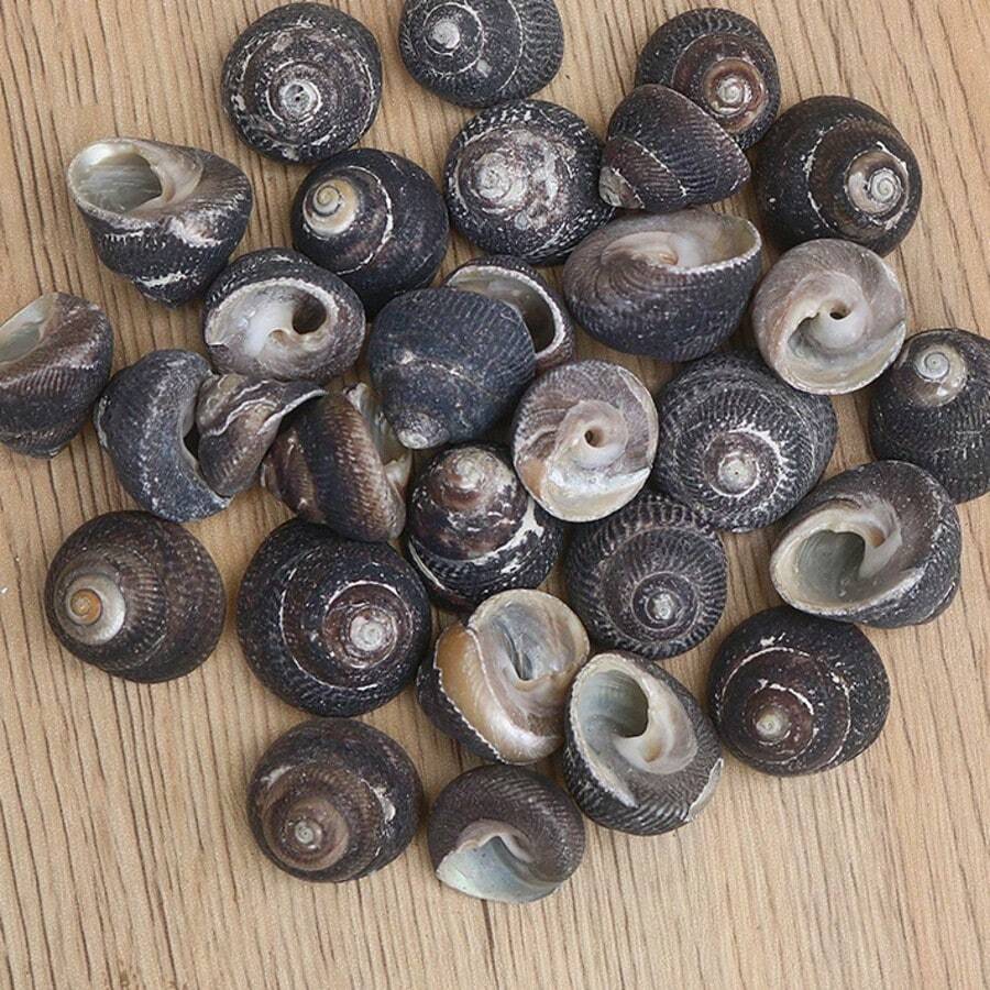 6pcs Small Black Snail Shell Set | Handmade Seashell, Ocean Theme - Suitable For Fish Tank, Aquarium, Micro Landscape And Small Crab Shell Replacement, Holiday Gift Birthday Gift Choice - Set - View 1