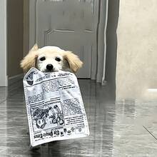 逼真報紙布料寵物玩具－防破壞互動玩具，耐撕咬耐抓，適合中小型犬的磨牙與紓壓工具，發聲設計增加趣味 - 彩色 - 查看 8