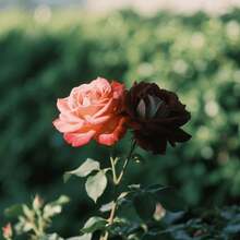 100pcs Rose Seeds Suitable For Pot & Ground Planting Light Fragrance Mixed Color Series Perfect For Plant Collectors - 查看 1