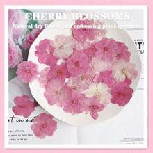 6 piezas/1 pieza Flores de cerezo secas, espécimen de planta, flores prensadas, marco de fotos, marcapáginas, vela, lámpara de mesa hecha a mano DIY con flores prensadas, vela, abanico de seda, decoración del hogar, regalo para amigos. Tenga en cuenta que la forma y el color de las flores pueden variar de la imagen. (Procesado y sin riesgo de plagas) - A - Ver 6
