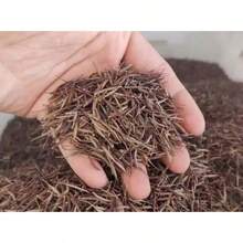 Coneflower Sunny Days Lemon Flower Seed 15 - View 5