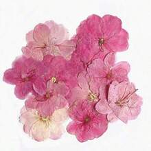 6 piezas/1 pieza Flores de cerezo secas, espécimen de planta, flores prensadas, marco de fotos, marcapáginas, vela, lámpara de mesa hecha a mano DIY con flores prensadas, vela, abanico de seda, decoración del hogar, regalo para amigos. Tenga en cuenta que la forma y el color de las flores pueden variar de la imagen. (Procesado y sin riesgo de plagas) - A - Ver 5