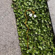 1pc Garden Decorative Metal Wire Plant Stands; Realistic Lily-Of-The-Valley Flowers; The Perfect Gift For Plant Lovers; Mini Garden, Courtyard Decoration, Miniature Bonsai Decoration; Suitable For Christmas, New Year, Valentine's Day Mini Ornaments - Simulated Lily Of the Valley Bud Plant Stump - View 5