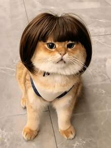 1pc Pet Cat Wig Dog Wig Pet Supplies Halloween Pet Accessories Curly Hair Straight Hair Cat Wig - Multicolor - View 1
