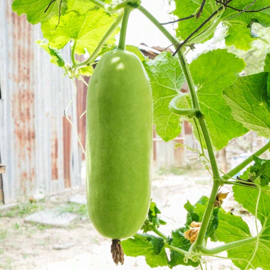 30pcs Winter Melon Seeds, Planting In Your Garden - 查看 1