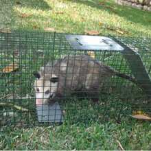 Collapsible, Animal-Friendly Trap With Carrying Handle, Large, Animal-Friendly Rat Trap, Live Trap For Mice, Rodent Pest Control, Bait, For Squirrels, Rabbits, Cats And Small Animals - Animal Cage Trap - View 10