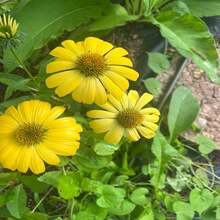 Coneflower Sunny Days Lemon Flower Seed 15 - View 2