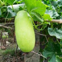 30pcs Winter Melon Seeds, Planting In Your Garden - 查看 3