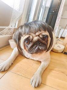 1pc Pet Cat Wig Dog Wig Pet Supplies Halloween Pet Accessories Curly Hair Straight Hair Cat Wig - Multicolor - View 8