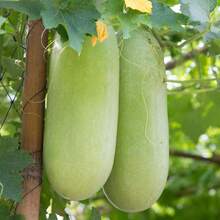 30pcs Winter Melon Seeds, Planting In Your Garden - 查看 2