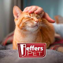 Jeffers Pet Vanilla Walnut Conditioning Dog &Amp; Cat Shampoo, 128 Oz - Exfoliating Grooming Wash, Coconut Based Soap Free Formula, Walnut Oil &Amp; Vanilla Extract, Vitamins A D E, Concentrated Coat Care - White - View 5