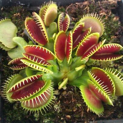 300Pcs Flytrap Seeds Giant Clip Dionaea Potte
