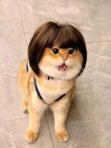 1pc Pet Cat Wig Dog Wig Pet Supplies Halloween Pet Accessories Curly Hair Straight Hair Cat Wig - Multicolor - View 7