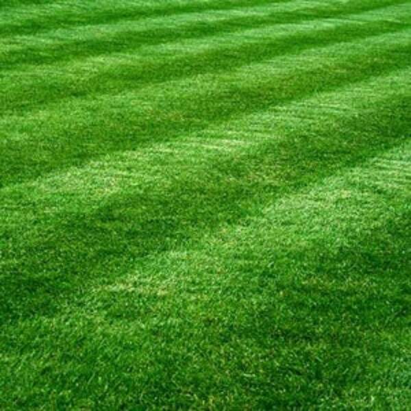 Beautiful Green Lawn Seeds - Low Maintenance, Cold Resistant Insect Resistant. Fescues, Ucky Bluegrass, And Ryegrass Mixed Planting