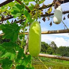 30pcs Winter Melon Seeds, Planting In Your Garden - 查看 4