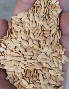30pcs Winter Melon Seeds, Planting In Your Garden - 查看 5