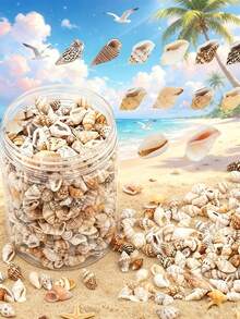 1 Caja de Juego de Cuentas de Conchas de Caracol Marino Naturales Mixtas - Formas de Espiral, Rana Toro, Trompeta, Arca, Caracol, Adecuado para la Fabricación de Joyas, Manualidades DIY - 1 caja de conchas marinas - Ver 6