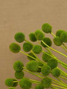 10/20pcs Artificial Craspedia Stem Yellow Billy Ball Flower Heads, Large Diameter Approx 1-1/2 Inch, For Home Decor, Photo Props, DIY Wedding Decoration - Yellow-green Gold Ball - View 3
