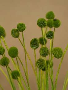 10/20pcs Artificial Craspedia Stem Yellow Billy Ball Flower Heads, Large Diameter Approx 1-1/2 Inch, For Home Decor, Photo Props, DIY Wedding Decoration - Yellow-green Gold Ball - View 5