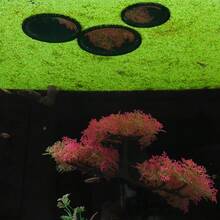 4pcs/Set Creative Floating Plant Ring Aquarium Landscaping Decoration Breeding Floating Plant Isolation Ring Traditional Fish Keeping Guppy Breathable And Light-Transmitting Hole - A - View 11