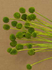 10/20pcs Artificial Craspedia Stem Yellow Billy Ball Flower Heads, Large Diameter Approx 1-1/2 Inch, For Home Decor, Photo Props, DIY Wedding Decoration - Yellow-green Gold Ball - View 1