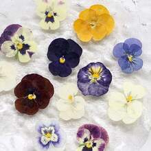 48/32/16 piezas Adornos florales multicolores, incrustaciones decorativas de rosa matcha para resina epoxi, vela, jabón, DIY, marcapáginas, joyería, funda de teléfono, decoración de espejo, color aleatorio, regalo de graduación, cumpleaños, Día de la Madre, Día de la Mujer, jubilación para mujeres y niñas - multicolor - Ver 2