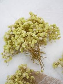 Lime-colored Baby's Breath