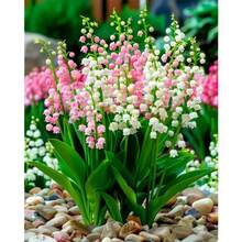 1pc [30*40cm/11.8*15.7in]5D Acrylic Diamond Painting Kit, Floral Pattern, Suitable For Adult Beginners DIY Mosaic Diamond Art, Full Drill Handmade Self-Design DIY Diamond Painting, Applicable For Living Room, Bedroom, Office Wall Decoration Hanging Painting, Surprise Home Decor Gift For Family And Friends, Unframed - No Frame - View 8
