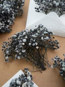 Black Baby's Breath