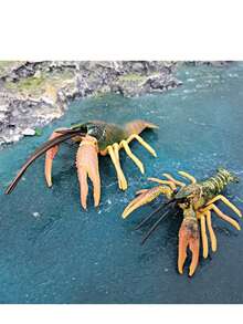 1pc Realistic Ocean Animal Lobster Model Freshwater Crayfish Cherax Quadricristatus Cognitive Decoration Ornament - Multicolor - View 2