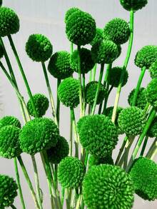 10/20 Peças Buquê de Flores Bola Dourada Artificial - Lótus da Neve Sem Resíduos Tipo Vidro, Flores Esféricas Multicoloridas Vibrantes, Adequado para Artesanato DIY, Casamento e Decoração Doméstica, Peça Central Durável do Estilo Floral Rústico ao Moderno - Bola dourada verde-escura - Visão 5