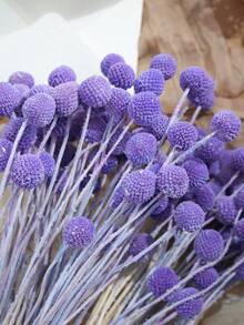 10/20pcs Artificial Craspedia Yellow Billy Ball Flower Heads, Large Diameter Approx 1-1/2 Inch, For Home Decor, Photo Props, DIY Wedding Decoration - Purple - View 2