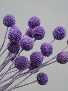 Purple Gold Ball