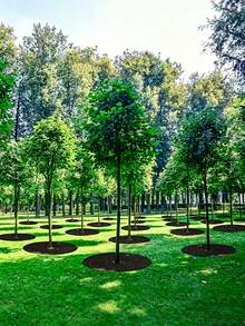4pcs Large Round Control Fabric, Breathable Moisture-Retaining Garden Ground Cover For Trees, Non-Woven Breathable Frost-Proof Barrier Mat, Lawn Protection Pad, Plant Control Mat, Tree Cover Ring Protection Pad Barrier, Effectively Inhibits Growth And Protects Plant Roots, Reusable Tree Barrier Mat, Control Garden Fabric Cover, Used For Root Control And Protection - Control Cloth - View 5