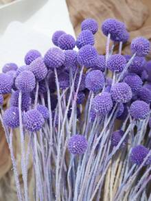 10/20pcs Artificial Craspedia Yellow Billy Ball Flower Heads, Large Diameter Approx 1-1/2 Inch, For Home Decor, Photo Props, DIY Wedding Decoration - Purple - View 6