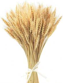 Natural Dried Wheat Set With 100 Stalks (40 Cm), Decorative Wheat Bundles For Table Decoration, Kitchen, Fireplace, Country House & Autumn Decoration - Dry Wheat - View 5