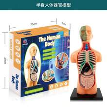 Human Organ Textbook Model, Human Organ Model, Medical Decor, Christmas Gift, Medical Model, Home Decor - Human Organ Textbook Model - View 11