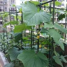 50PCS Round Plant Support Stakes, Vegetable, Fruit Climbing Vine Support Rods, For Orchard, Outdoor Flower Bed - A - View 5