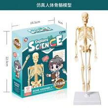 Human Organ Textbook Model, Human Organ Model, Medical Decor, Christmas Gift, Medical Model, Home Decor - Human Organ Textbook Model - View 12