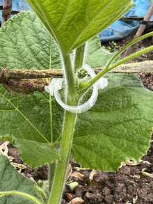 200 قطعة/100 قطعة مشابك نباتات، مشابك طماطم، مشابك دعم النباتات الخضراء، مشابك الكروم، مشابك نباتات الخضروات، مشابك البستنة، الحفاظ على النباتات قائمة، مشابك الكروم للشتلات، أربطة النباتات الربيعية، مناسبة لجميع الفصول، نباتات الحديقة وأربطة الزهور - عملي - مشاهدة 6