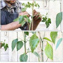 100 Feet Green Soft Twist Garden Tie For Supporting Climbing Plants, Tomatoes And Vegetables, Flexible Plant Binding Tape With 2.5mm Diameter - 100feet - View 4