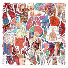 51pcs Human Anatomy Stickers, Doctor Theme, Suitable For Decorating Water Bottles, Laptops, Phones, Skateboards, Scrapbooks, Journals, Etc., Great Gift School Supplies - A - View 2